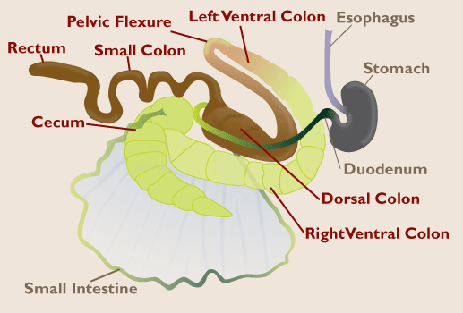 Horse digestive tract