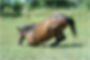 Horse in the process of lying down