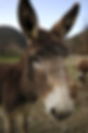 Donkey head view