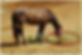 Horse eating hay off of dirt