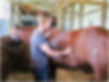Person listening to a horse's gut sounds