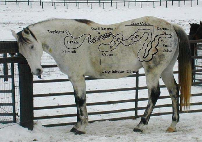 Horse standing near a fence with digestive tract diagram overlaid on top