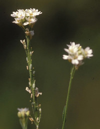 Hoary alyssum