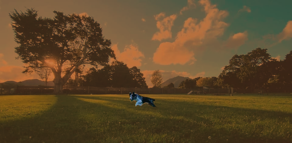 Adventure Park Hire dog main header.png