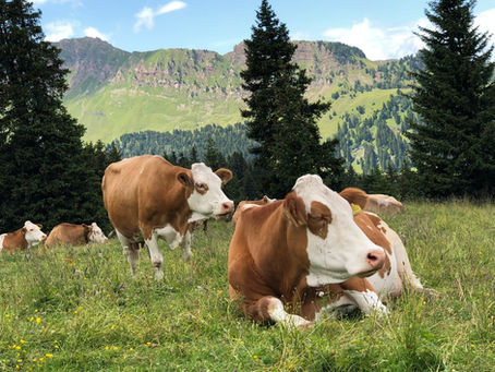 Copertura per la mortalità del bestiame