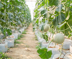 growth-young-melon-glasshouse.jpg