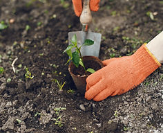 womans-hands-gloves-planting-young-plant.jpg