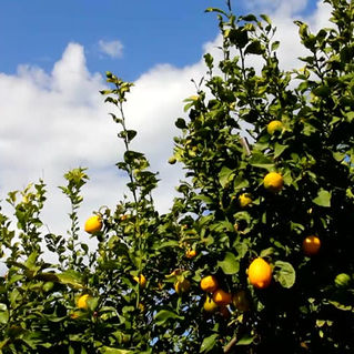 Lemon Harvesting Starting in 2 weeks time