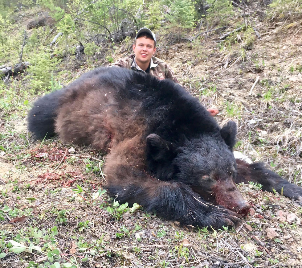 Black Bear #1