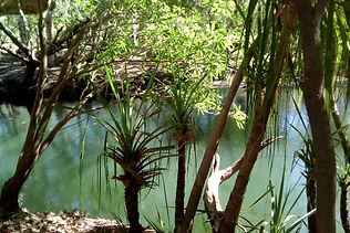view of the roper river from the riverbank.jpg