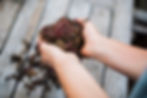 worm farming_ vemicomposting, hands holding big pile of healthy worms