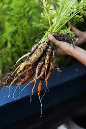 Heirloom carrots harvesting from our permaculture organic garden.png