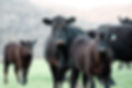 cow-5286456_1920.jpg