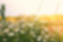 Depositphotos_181921006_XL.jpg