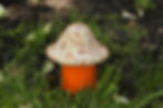 Garden Mushroom - $10