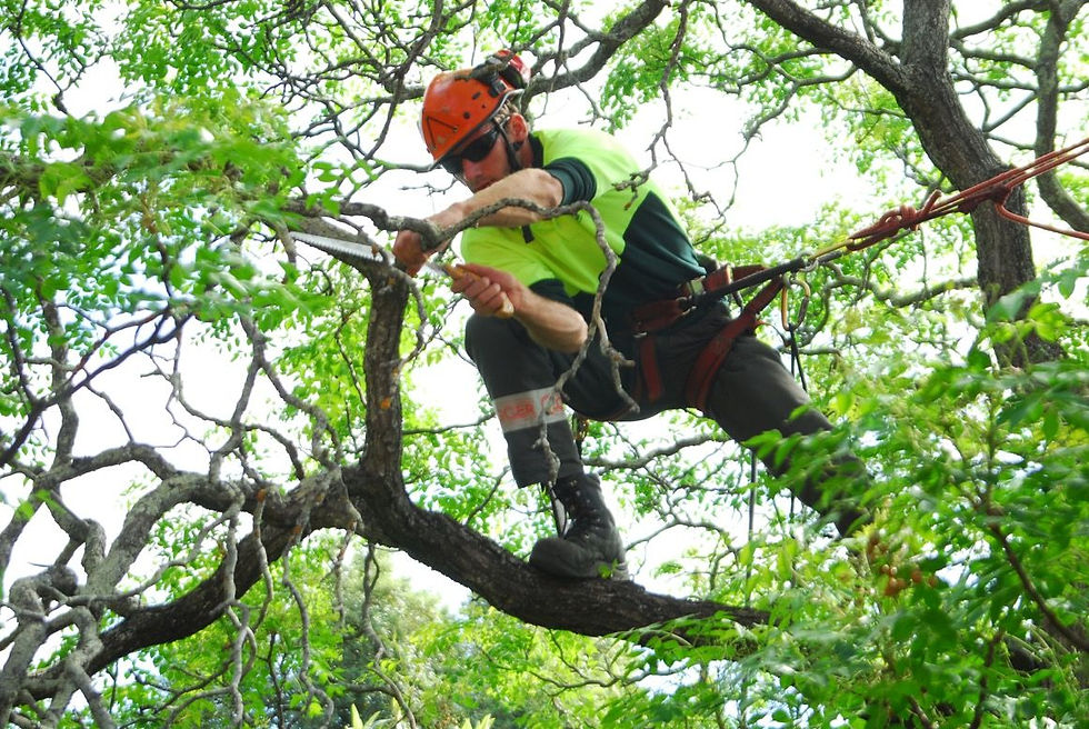 Tree surgeon in a bright helmet and vest prunes branches in a lush, green tree canopy. He is secured with climbing gear.