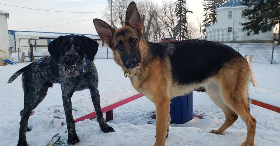 DOG BOARDING Carlson Acres Pampered Pet Resort United States