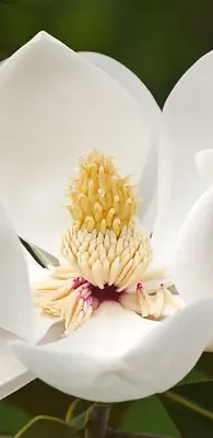 southern-magnolia-iStock-596767820.jpg.webp