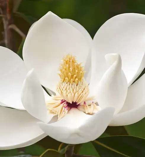 southern-magnolia-iStock-596767820.jpg.webp