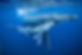 humpback-calf.jpeg