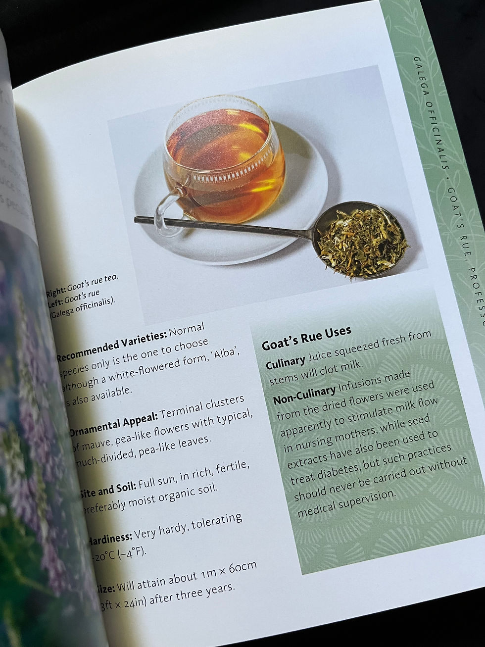 Thumbnail: The Herb Bible: The Definitive Guide To Choosing And Growing Herbs