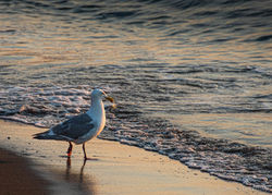 Stroll On The Beach