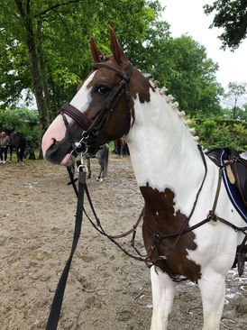 French touch's dream - Colored Stallions.jpg