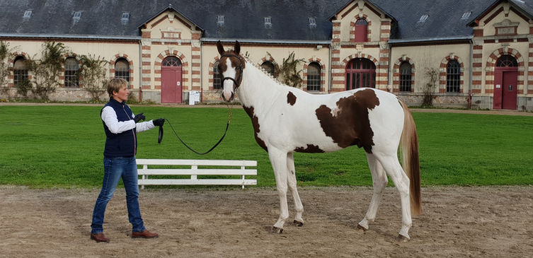 French touch's dream - Colored Stallions.jpg