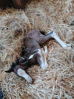 Production French Touch's Dream.jpg