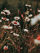 doro_74492_close_up_photography_of_chamomiles_moody_natural-rouge_lig_d0c81369-79e9-432d-8