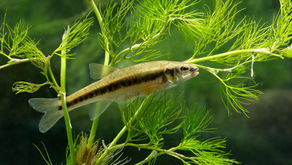 Schweizer Fisch des Jahres 2026 - Elritze