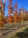 tree4.jpg