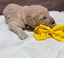 Newborn Goldendoodle puppy resting beside a yellow bow, just days old at Barkley Lane Doodles in Southeast Texas