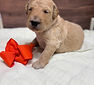 Newborn Goldendoodle puppy resting beside a orange bow, just days old at Barkley Lane Doodles in Southeast Texas