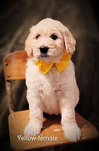 7-week-old Goldendoodle puppies from Barkley Lane Doodles sitting in a chair wearing colorful bow collars in Southeast Texas
