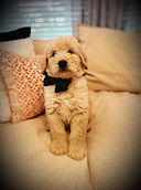 Available Goldendoodle puppy wearing a green bow collar, sitting on a couch at Barkley Lane Doodles in Southeast Texas