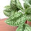 Thumbnail: Scindapasus Pictus Exotica Pothos M