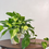 Thumbnail: Golden Pothos Epipremnum aureum