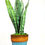 Thumbnail: Snake Plant with/out terracotta pot