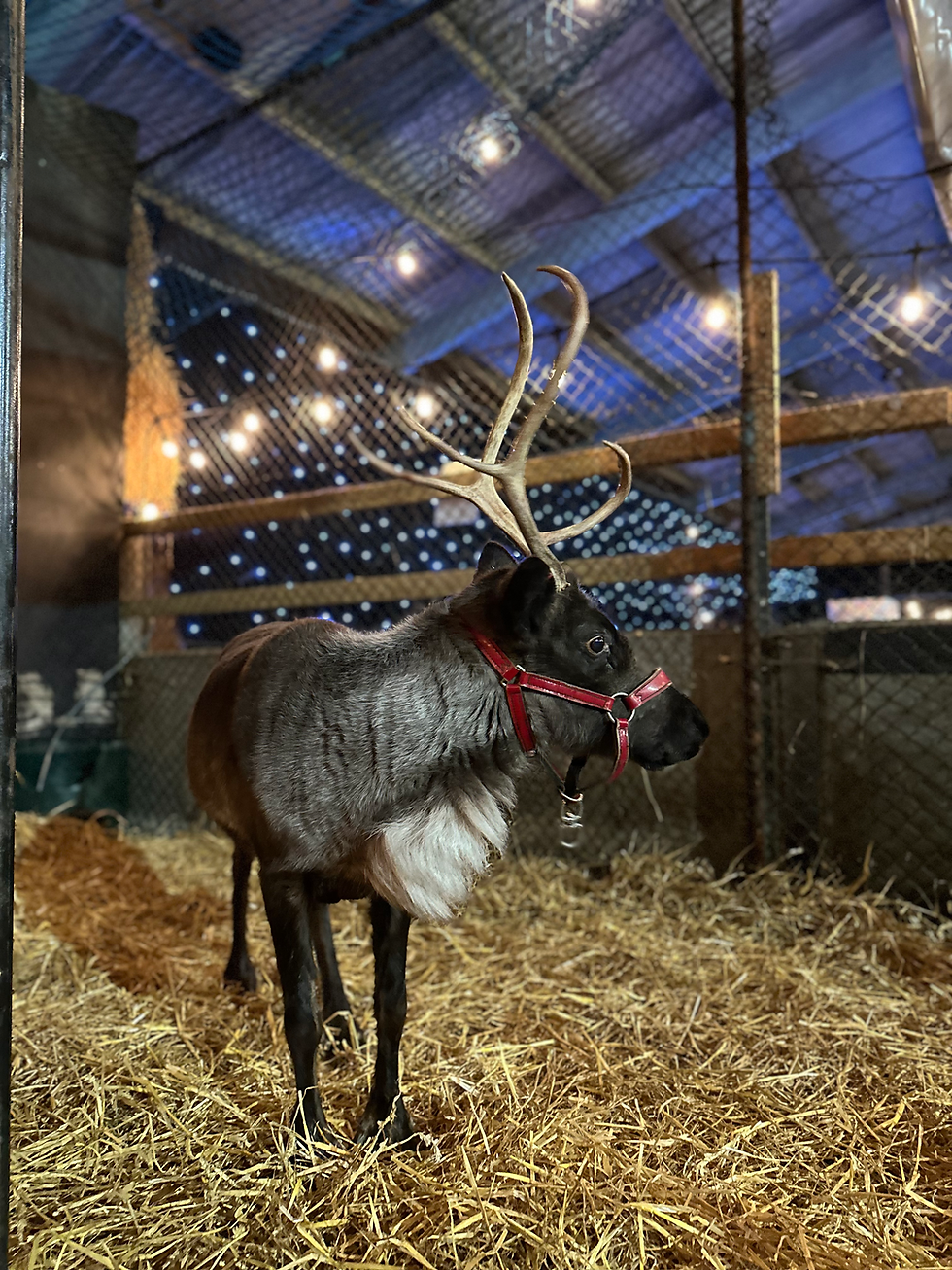 One Of Our Magical Reindeer