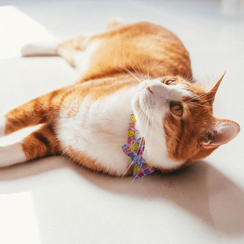 Turma da Mônica Pets