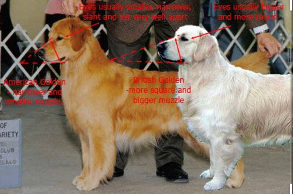 Golden Retriever Inglese VS Golden Retriever Americano