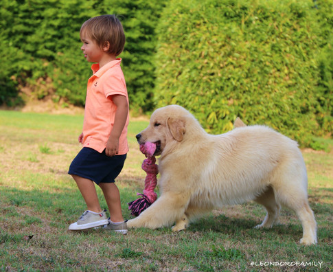 Anna Golden retriever americano