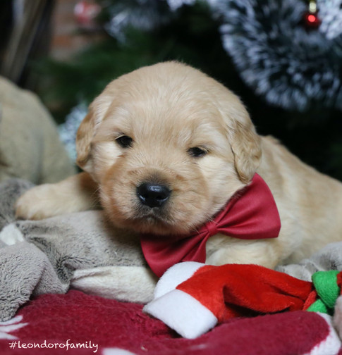 Golden retriever cucciolo.jpeg