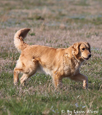 Dora - femmina golden retriever di linea inglese