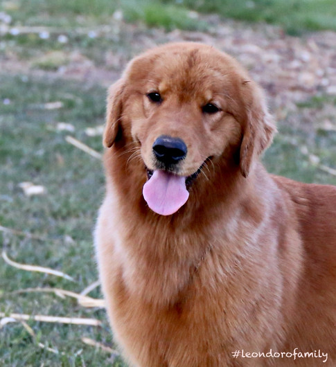Mambacita - American golden