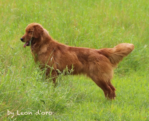 Baby - Golden retriever americano