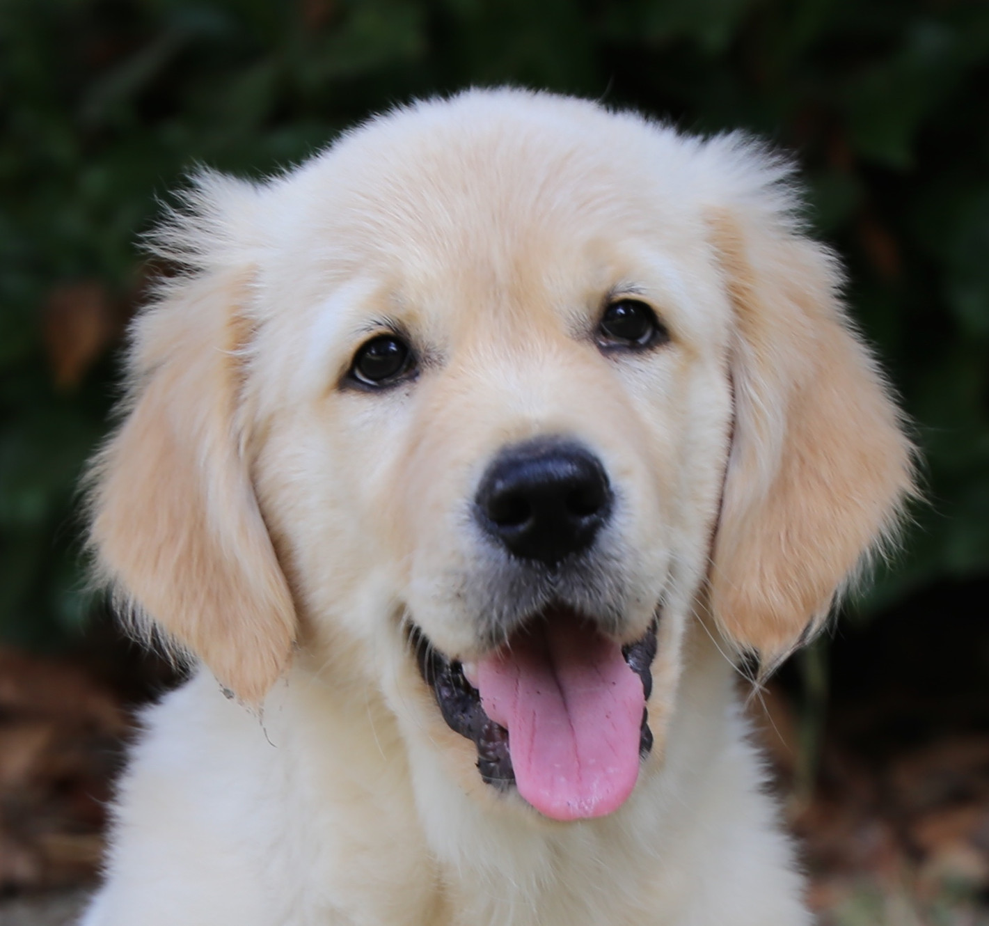 Allevamento Golden retriever, allevamento jack russell,