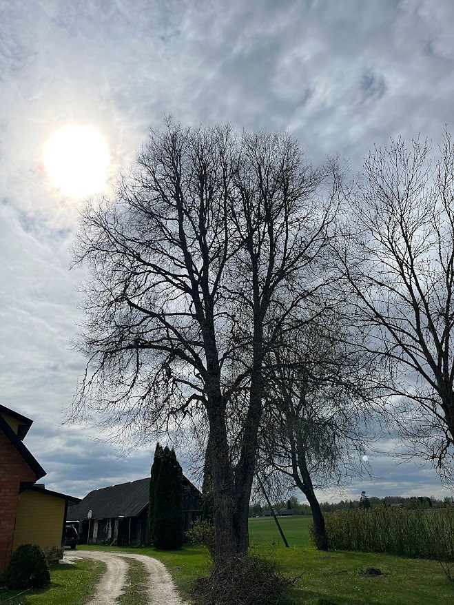 Large bare tree against a cloudy sky with bright sun