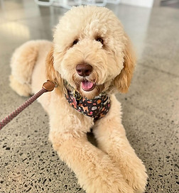 Groodle; Guardian Program; Free puppy; Double Doodle; doodle puppy for sale